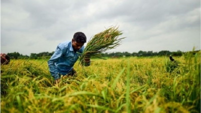 কৃষকদের ক্ষতি হবেই: কৃষিমন্ত্রী