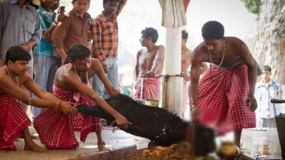 হিন্দুদের পশুবলি নিষিদ্ধ করল ত্রিপুরা হাইকোর্ট