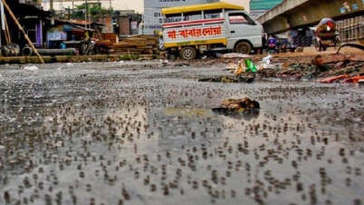 যেসব কারণে সারাদেশে বাড়ছে এডিস মশা