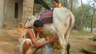 যেভাবে গরুর দুধে অ্যান্টিবায়োটিক ঢুকে