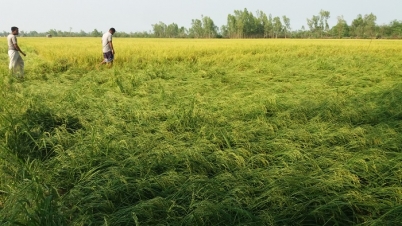 বগুড়ার নন্দীগ্রামে শিলা বৃষ্টিতে পাকা ধানের ব্যাপক ক্ষতি