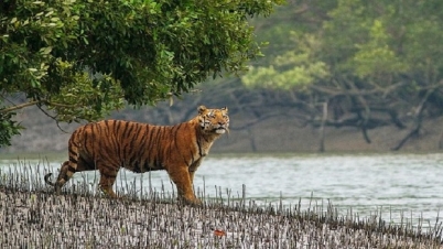 সুন্দরবনে বাড়ছে ‘রয়্যাল বেঙ্গল টাইগার’ 