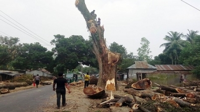 সড়ক উন্নয়ন : শতবর্ষী গাছ কেটে সাবাড় !  