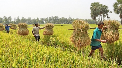 কৃষি খাতে ঋণ বিতরণ কমেছে