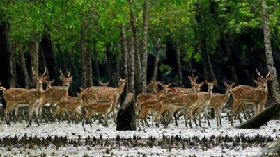 ৮ জুন পর্যন্ত সুন্দরবনে রেড এ্যালার্ট