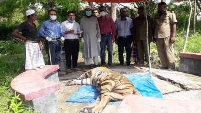 সুন্দরবন থেকে বাঘের মৃতদেহ উদ্ধার