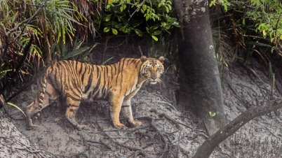 সুন্দরবনে ১১৪ বাঘ