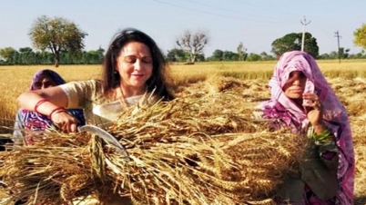 ভোটের প্রচারে গম কাটলেন ড্রিমগার্ল হেমা মালিনী