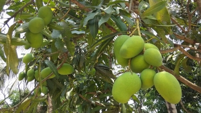 চাঁপাইনবাবগঞ্জ-রাজশাহীর মজার আম : অপেক্ষা ২০ মে পর্যন্ত