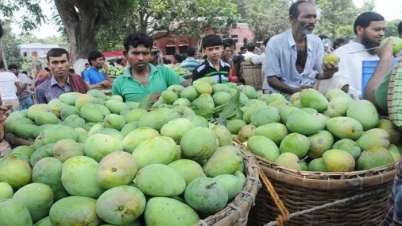 রাজশাহীর আম ১৫ মে থেকে