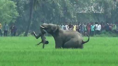 বন্যহাতি পিষে মারলো ৩ জনকে