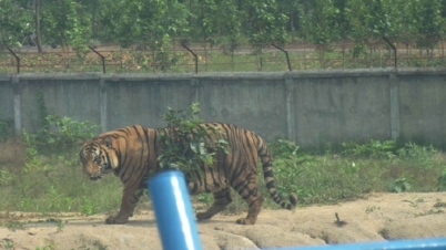 গুইসাপ খেয়ে মারা গেল বাঘটি