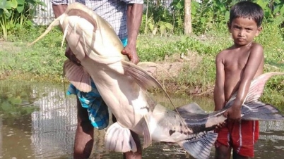 মহানন্দায় ধরা পড়লো এক মণ ওজনের বাঘাইড়