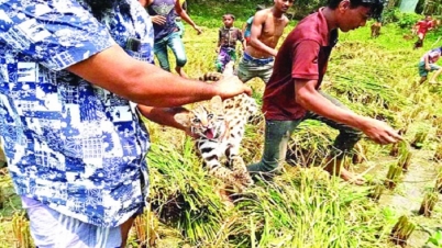 ধানক্ষেতে চিতাবাঘ !