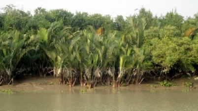 বুক চেতিয়ে দিল সুন্দরবন, বুলবুল তাণ্ডব থেকে রক্ষা পেল বাংলাদেশ