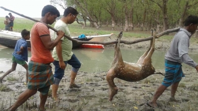 ফাঁদ-দা-চুলাসহ ৬০ হরিণ শিকারি আটক