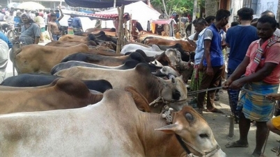 ঢাকার হাটে কোরবানি পশুর আনুষ্ঠানিক বেচাকেনা শুরু