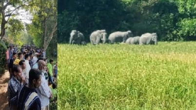 বোয়ালখালীর লোকালয়ে হাতির পাল, আতংক