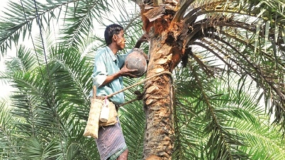 রাজশাহীতে ২০০ কোটি টাকার খেজুর গুড় উৎপাদনের আশা