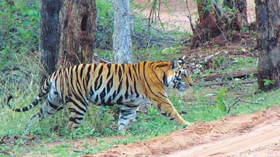 ৩০০০ কিমি পাড়ি দিয়ে বাঘিনীর অপেক্ষায়