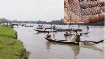 হালদা থেকে রেনু সংগ্রহ ১৪ বছরের সর্বোচ্চ