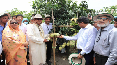 আম বৈদেশিক মুদ্রা অর্জনের বড় উৎস হবে: কৃষিমন্ত্রী