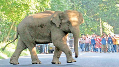 হাতিকে উত্ত্যক্ত করতে নেই