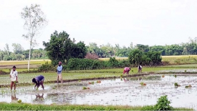 বগুড়ার নন্দীগ্রামে সাড়ে ১৩ হাজার হেক্টরে আউশ চাষ ফলন বৃদ্ধি আশা