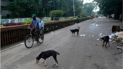 ঢাকা থেকে সরছে হাজার হাজার কুকুর