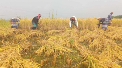 উঠেছে নতুন ধান তবুও বাড়ছে দাম, নেপথ্যে কারা