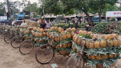 জিআই পণ্যের স্বীকৃতি পেলো মধুপুরের আনারস