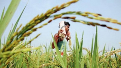 আউশ আবাদে রেকর্ড, দুই লাখ হেক্টর জমি বৃদ্ধি