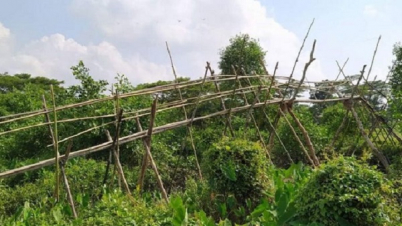 বাঁশের সাঁকোকে ব্রিজ দেখিয়ে টেন্ডার: ফাঁসের পর বাতিল