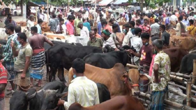 পশুর হাট বসানোর সিদ্ধান্ত সরকারের