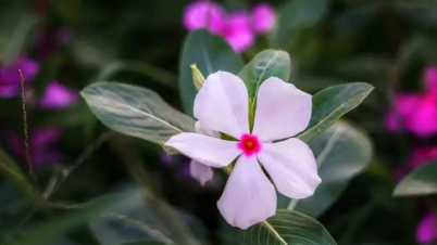 যত রোগ দূরে রাখে নয়নতারা