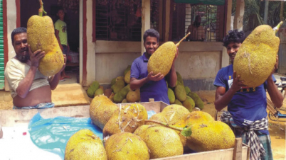 পাহাড়ে এখন কাঁঠালের ম-ম গন্ধ