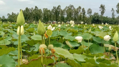 বাফলা বিলে পদ্মফুলের সোনালি আভা