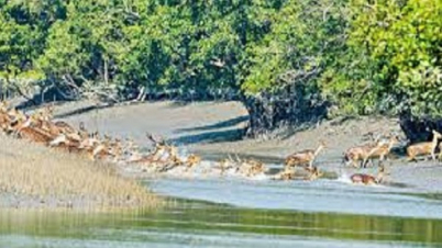 রোববার থেকে উন্মুক্ত হচ্ছে সুন্দরবন