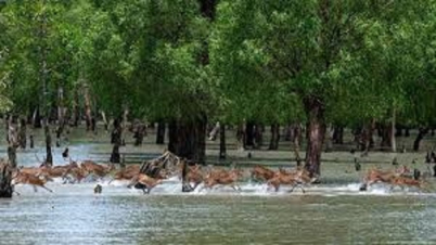 পর্যটকদের জন্য উন্মুক্ত হলো সুন্দরবন