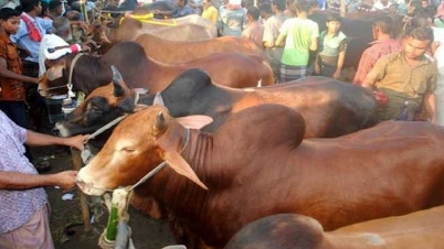 করোনা মহামারিতেই ঢাকায় বসছে ২৪ কোরবানি পশুর হাট